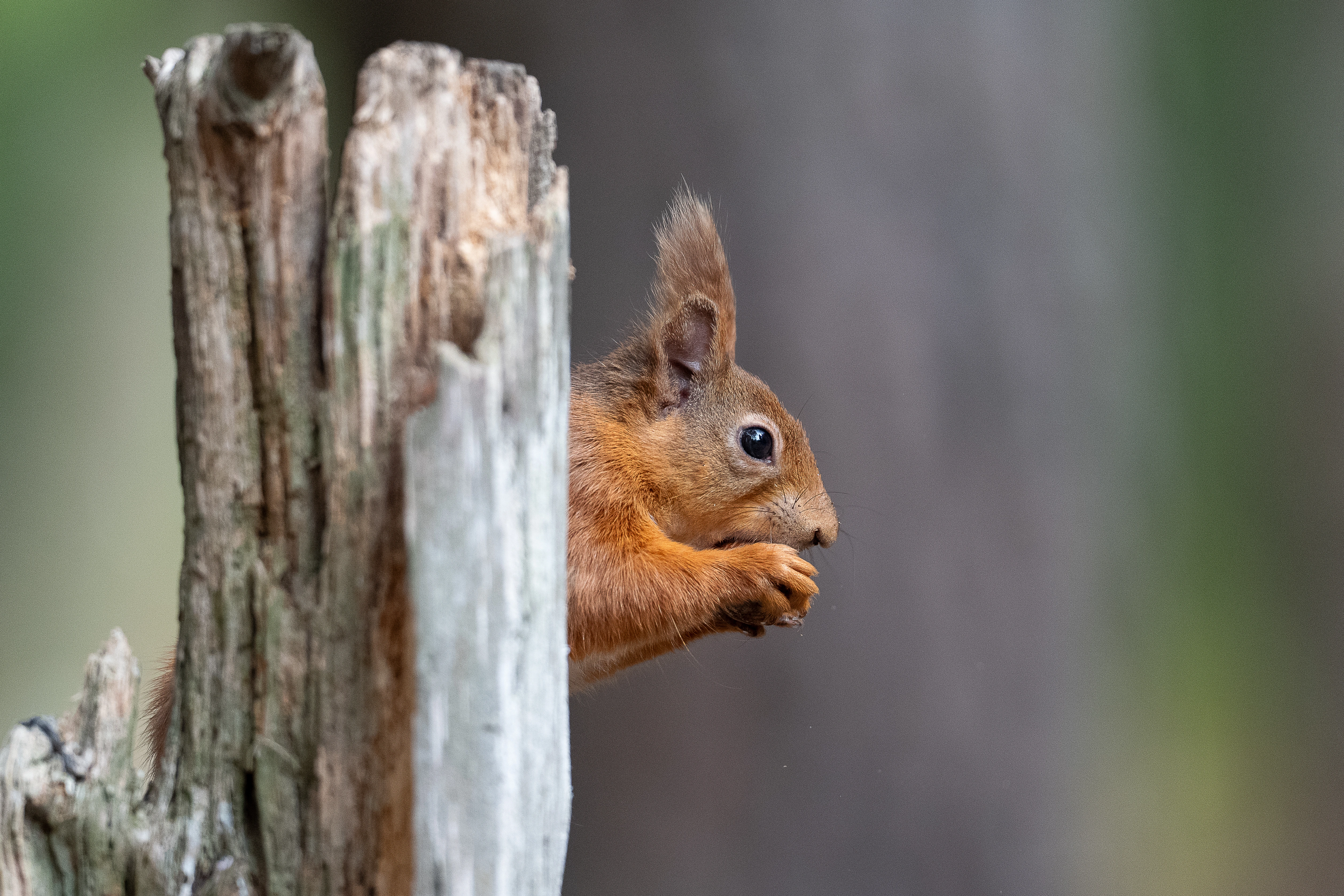 Wildlife photo 14