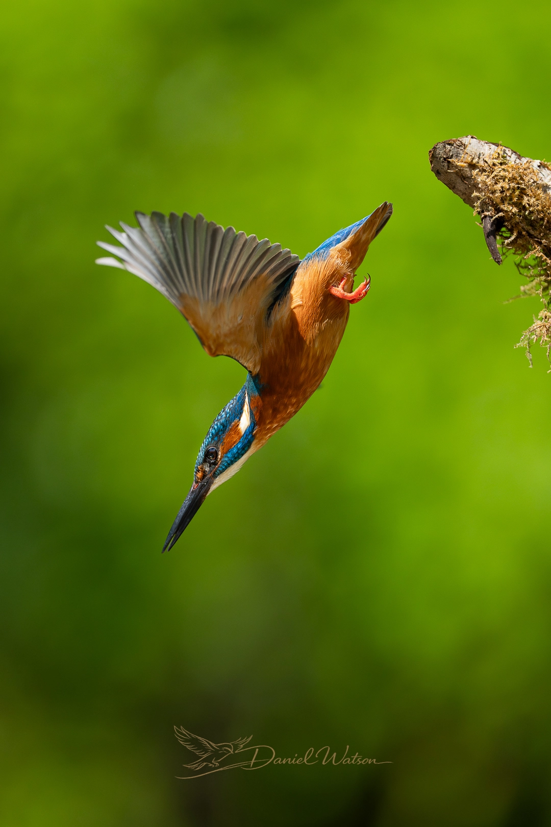 Wildlife photo 15