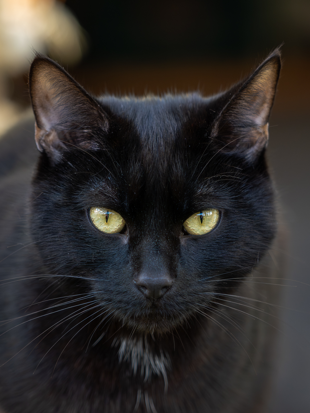 Black cat close-up portrait with golden eyes