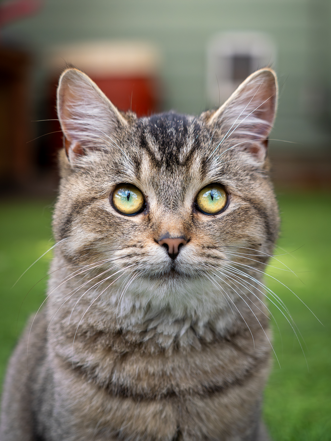 Tabby kitten sitting on grass, bright green eyes looking at camera
