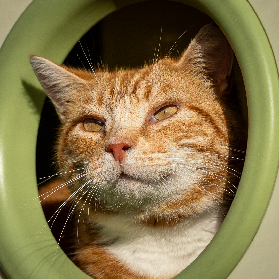 Ginger cat peeking from a round cat house