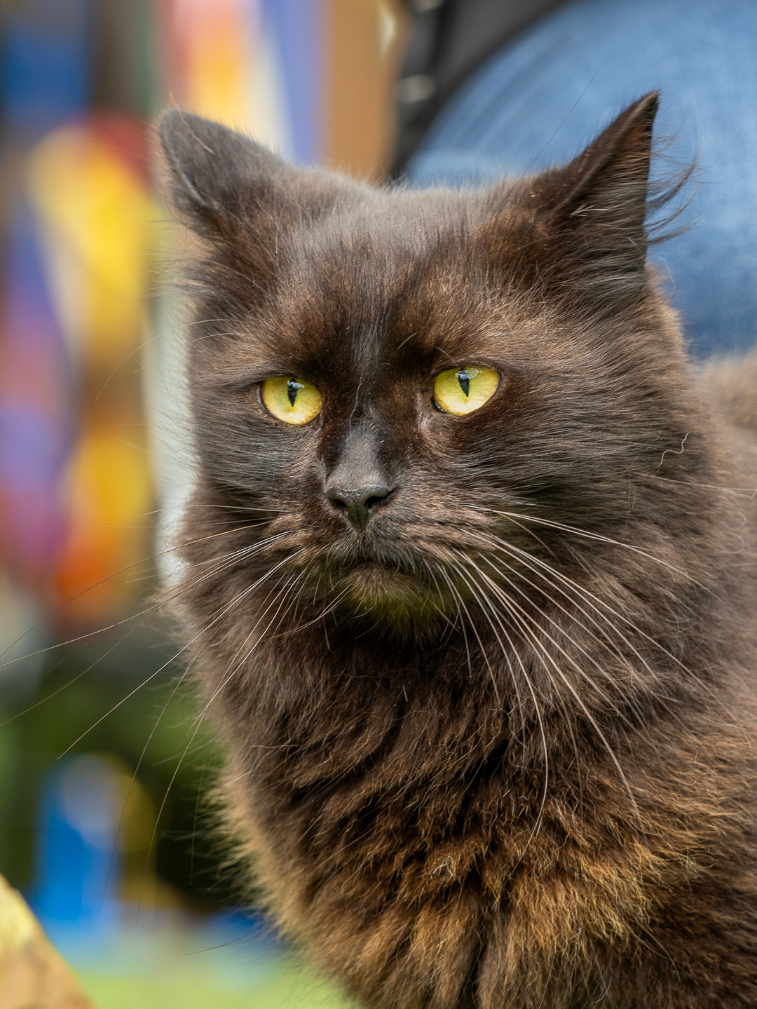 Chocolate long-haired cat with yellow eyes, medium close-up