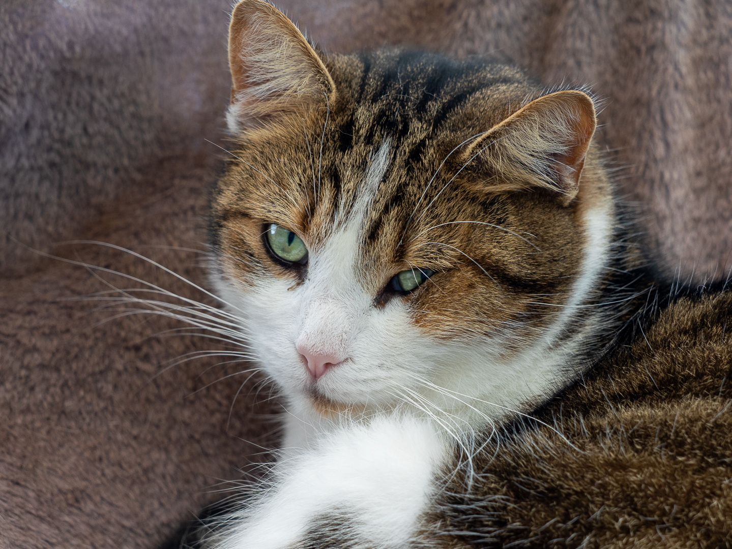 Tabby cat curled on a blanket, relaxed expression