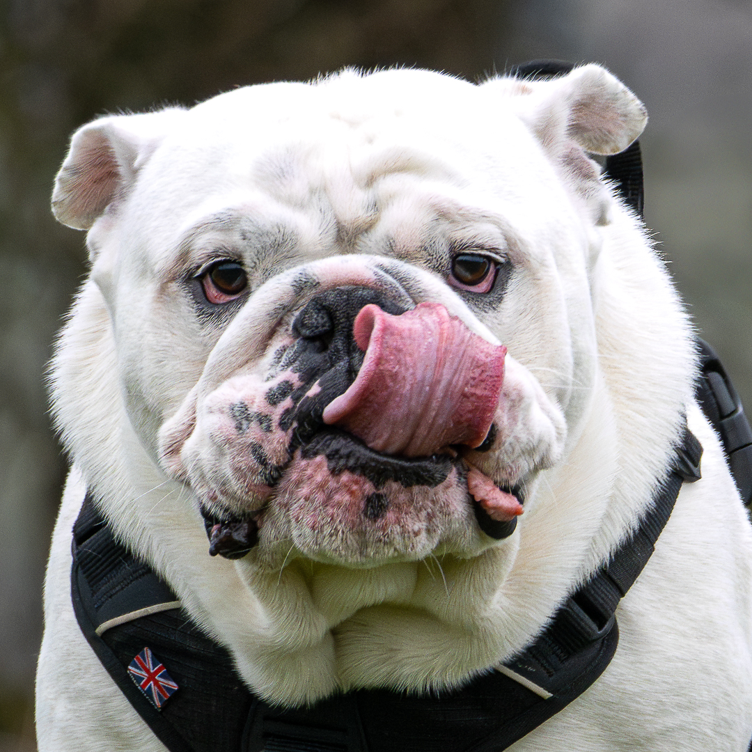 Dog photo 1