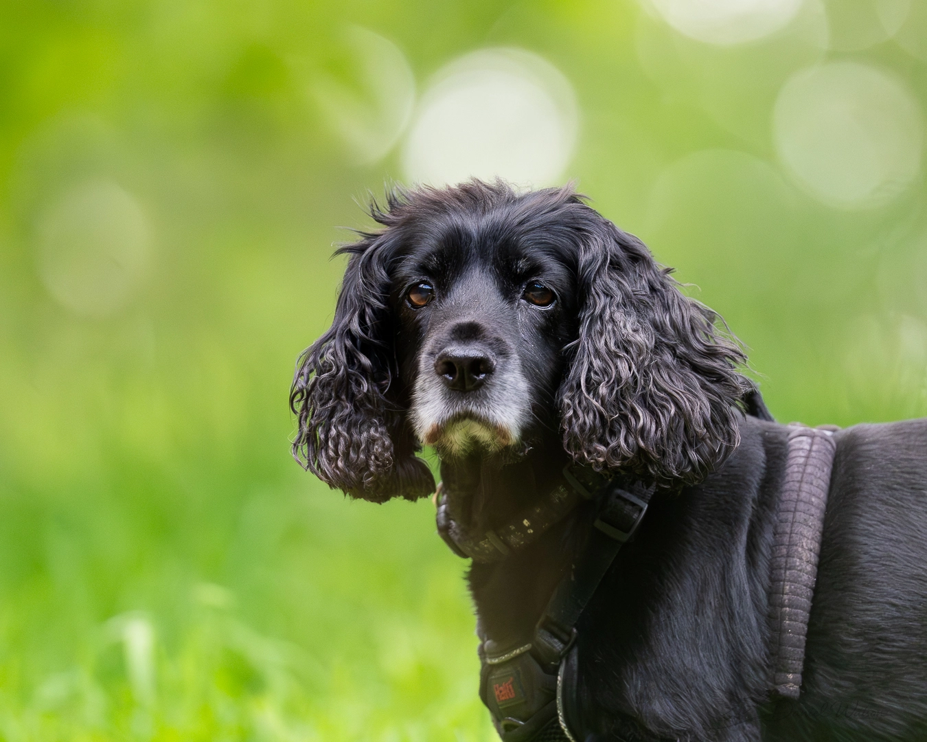 Dog photo 10