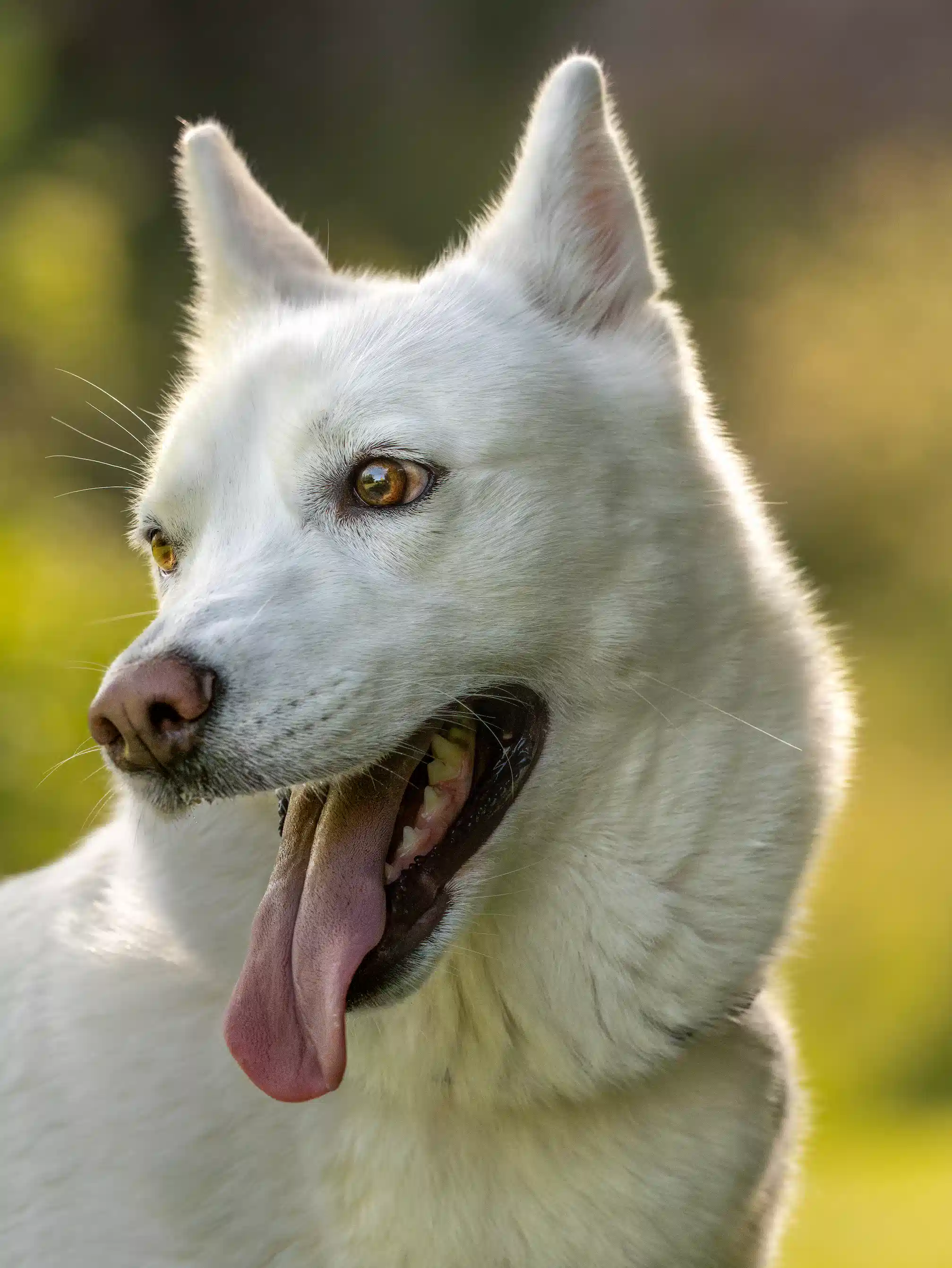 Dog photo 11