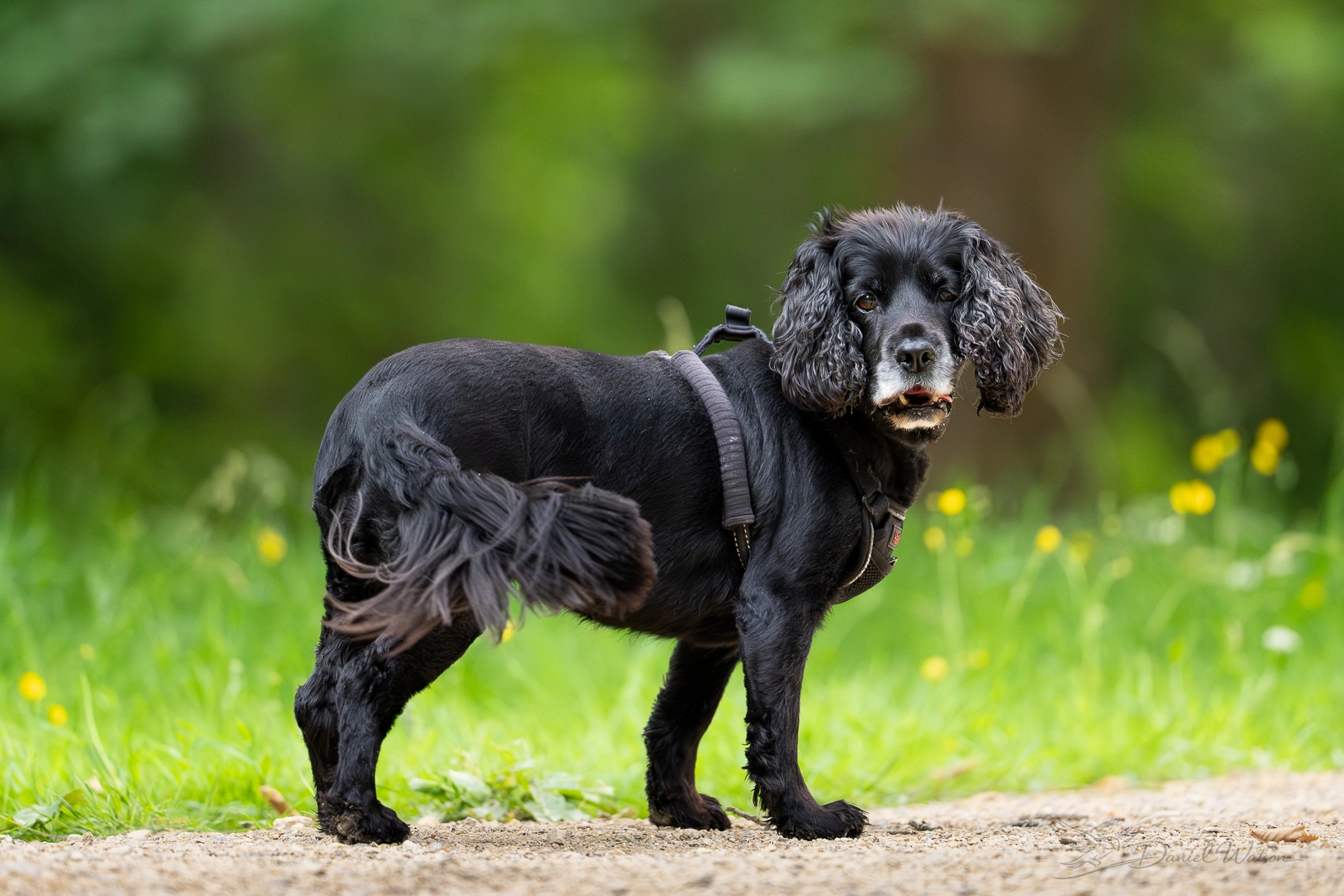 Dog photo 13