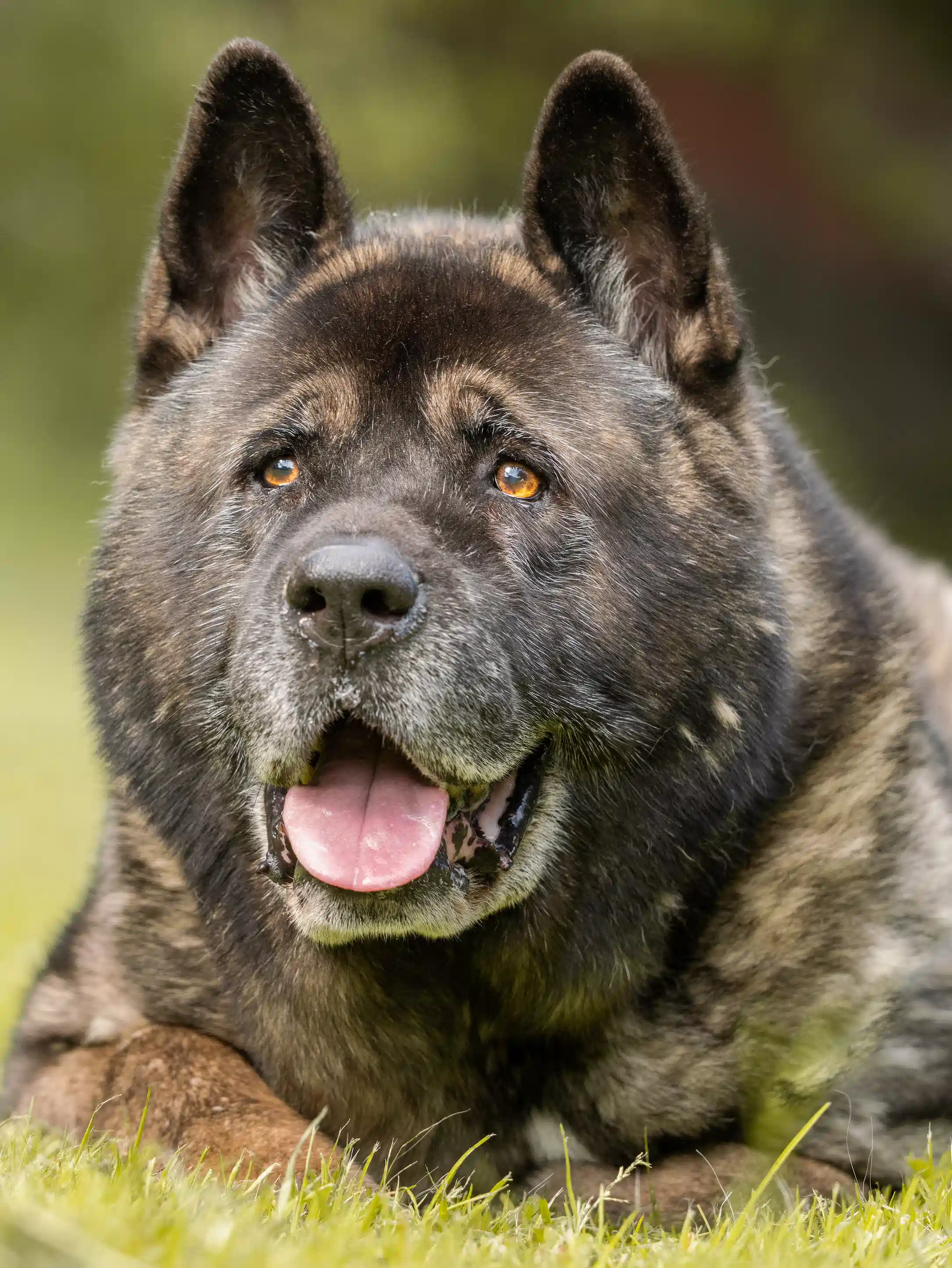 Dog photo 7
