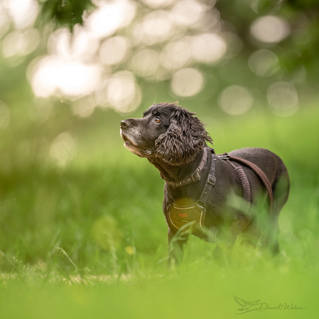 Dog photo 9