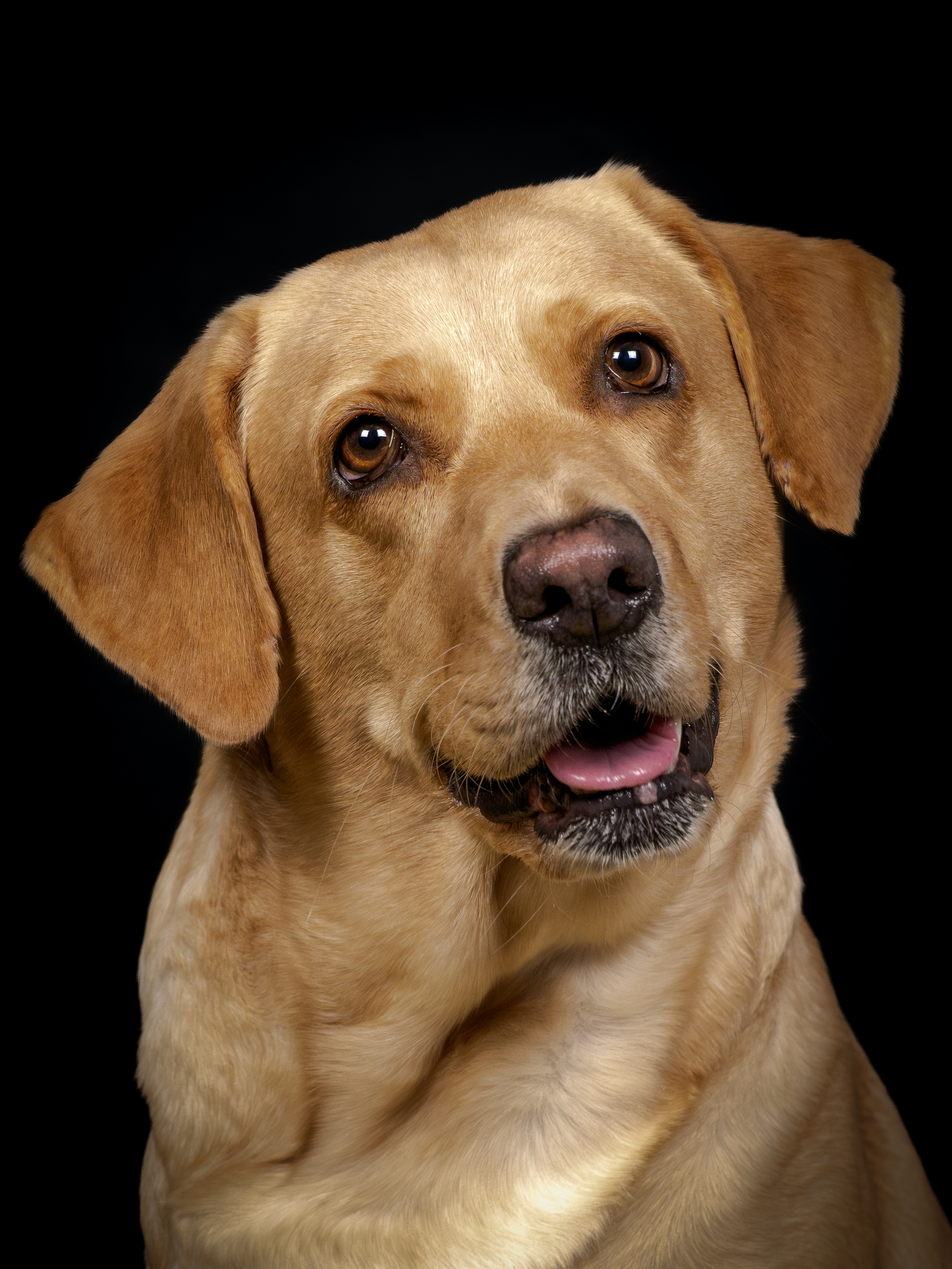 Dog photo 14